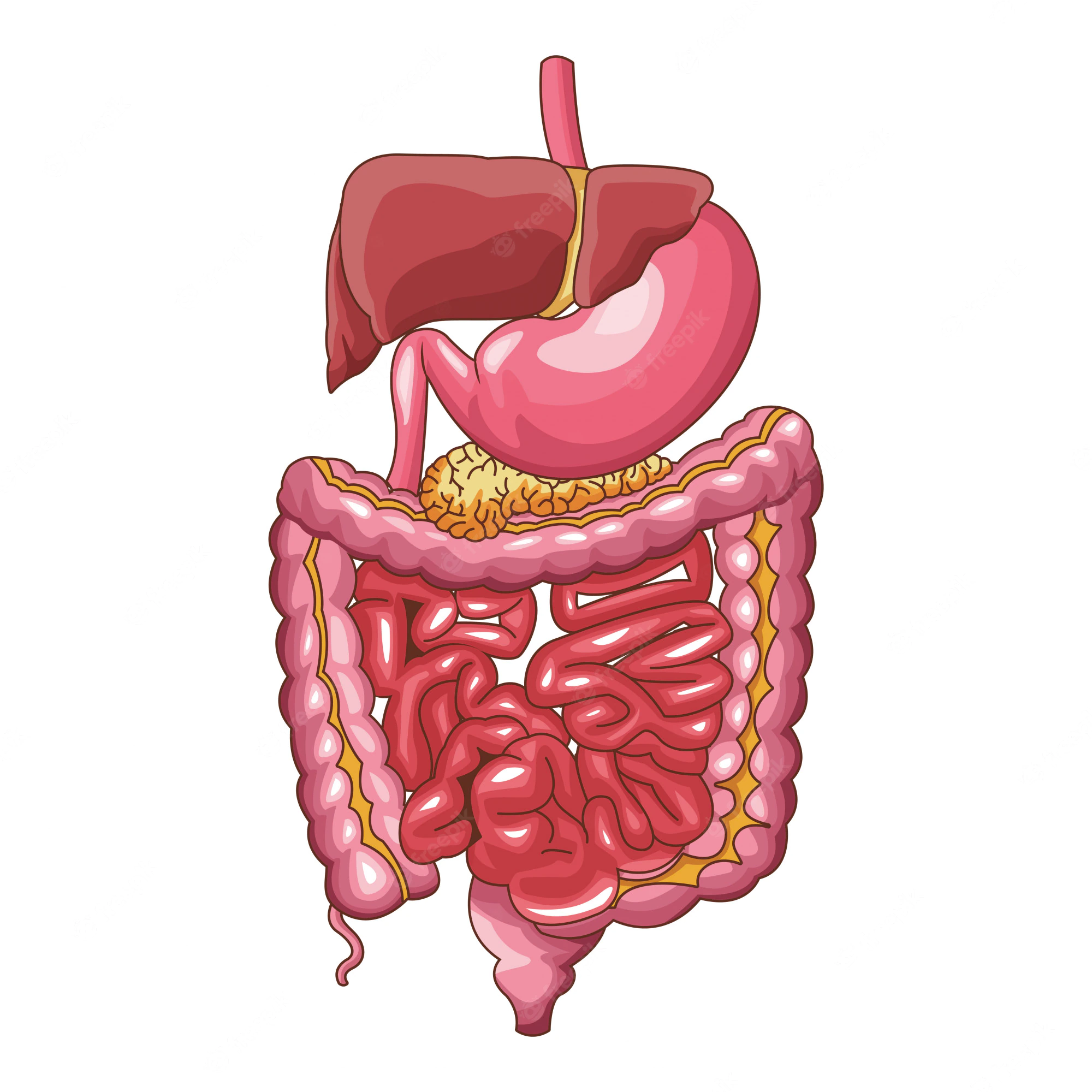 gastrointestinal